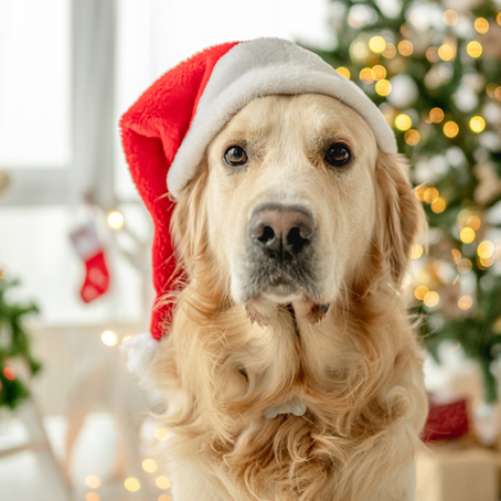 The 12 Days of Pet Safety: A Holiday Guide from Sunrise Veterinary Clinic