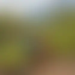 The Importance of Picking A Well-Fitting Harness for your Dog