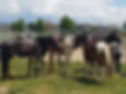 20190621_124939_edited.jpg
