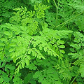organic-moringa-oleifera-australia.jpg