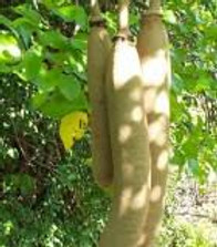 kigelfruit.jpg