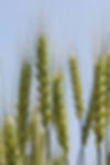小麦 wheat
