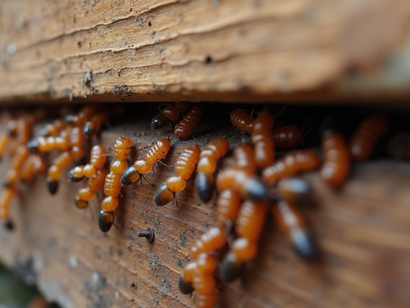 Wilmington Termite Solutions: Protecting Your Property from Termites