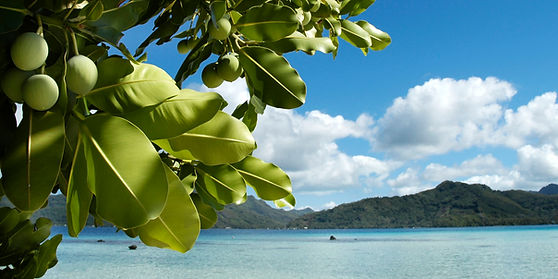 corporate_tamanu_lagon.jpg