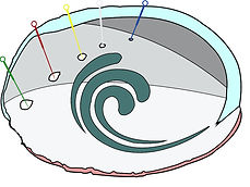 Abalone Shell Original no BG (1).jpg