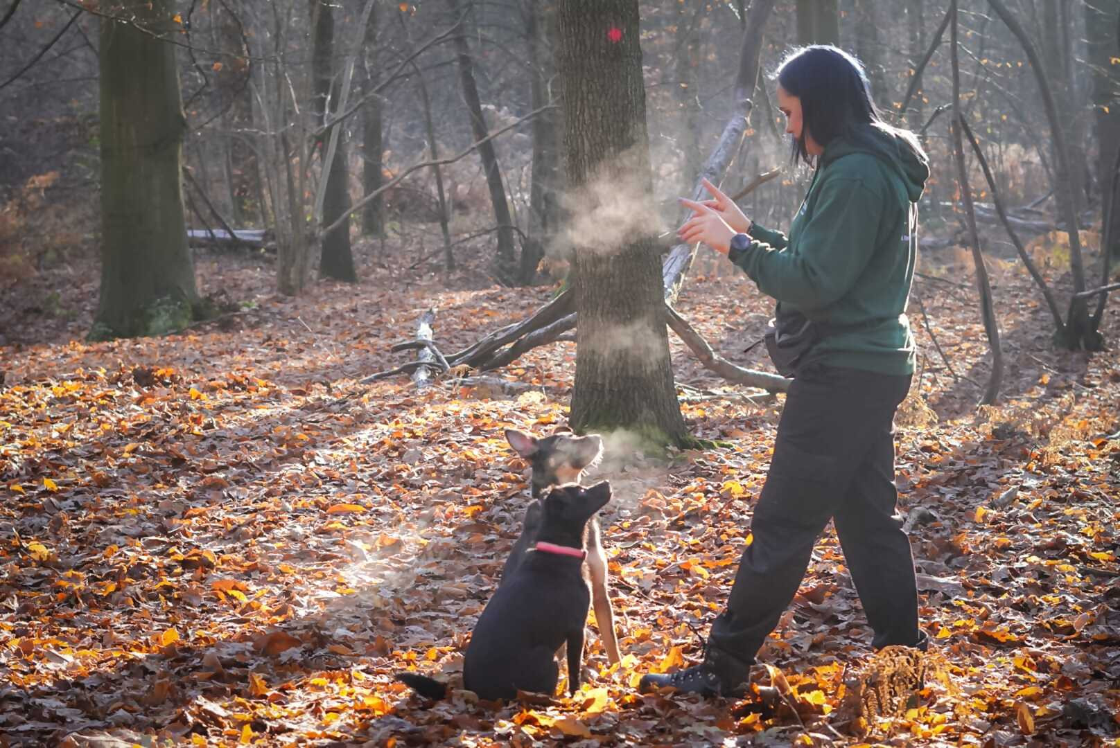 Woods k9 academy discount