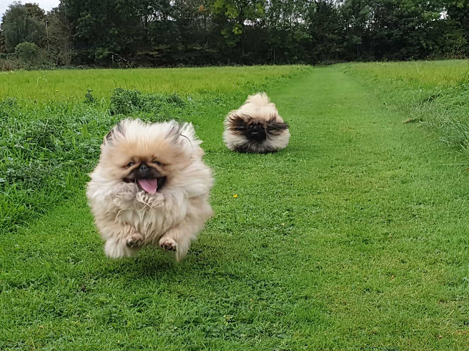 Dogs Playing