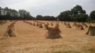 Thatched Collection