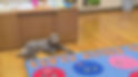 molly+therapy+dog