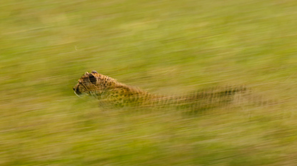 Kasey Mueller Wildlife Photography