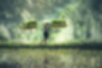 Paddy Fields with Boullies Travel
