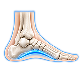 Foot structure and alignment conditions