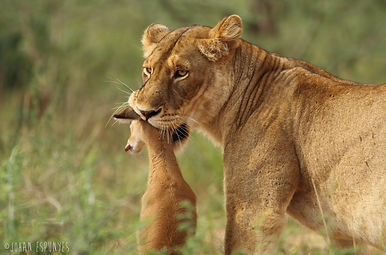 Lioness in Murchisson Falls NP, Uganda