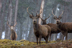 Red Deer