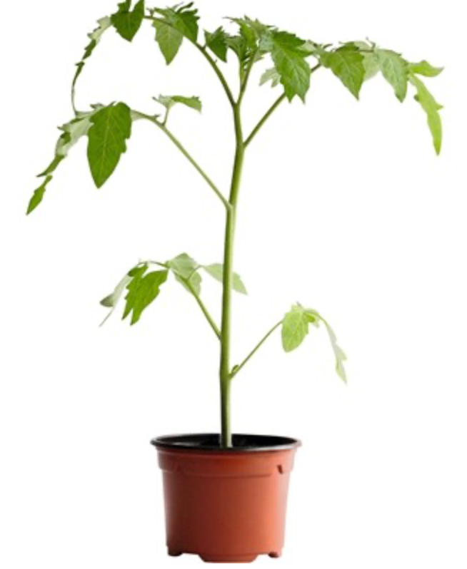 Miniature : Plant de Tomate Tolerant Mildiou Rondobella