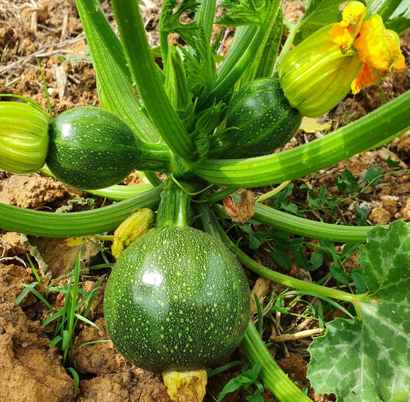 Courgette Ronde Verte Rodemack