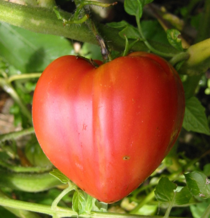 Plant de Tomate Coeur de Boeuf