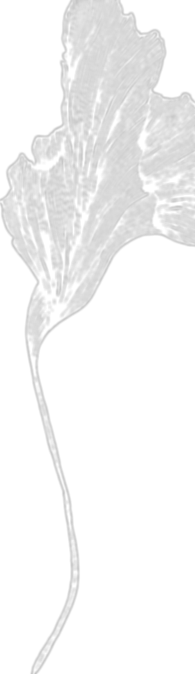 wondrous-twig-04_edited.png