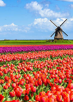 istockphoto-492962366-612x612.jpg