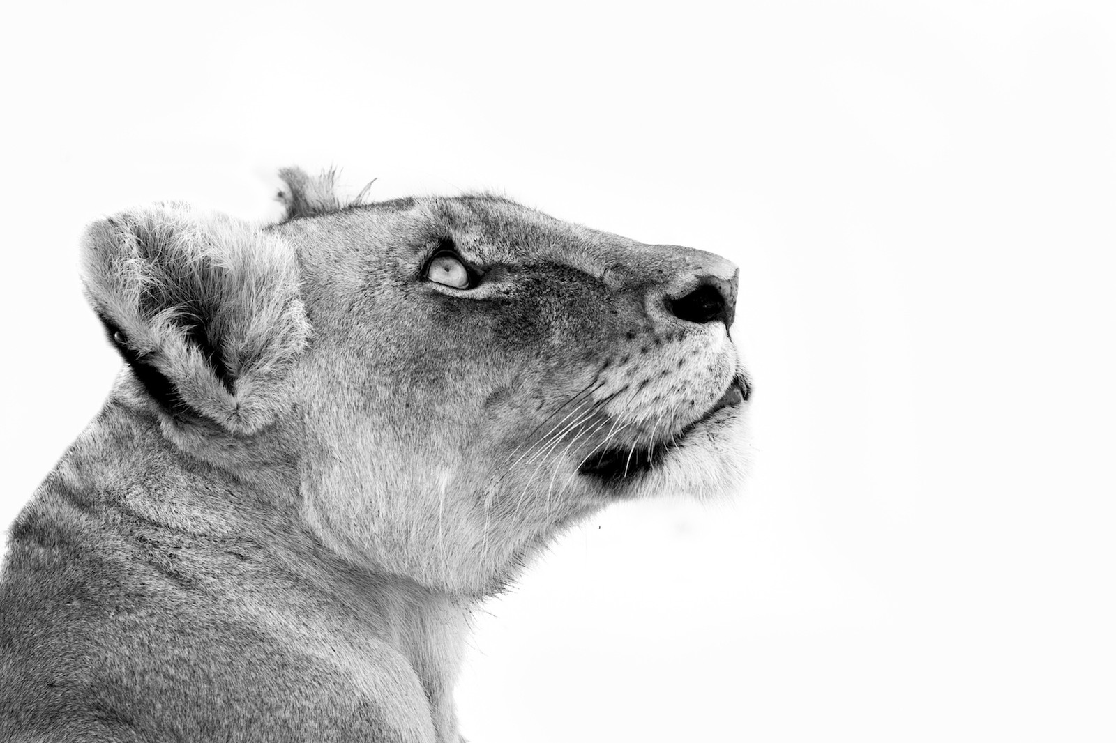 Fullscreen Page | robert-irwin-photos