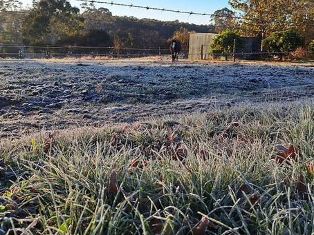 First Frost