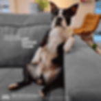 Samsung_Abr_Pets_1x1_GIF_V5.0 (N USAR)