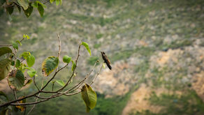 7 organizaciones recibirán financiamiento de Conserva Aves en Perú