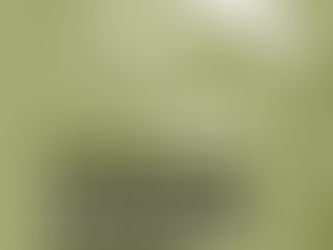 כנפי בופאלו