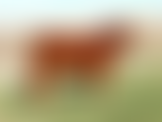 לימוג': מלימוזין לסוסיתא