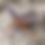 Thumbnail: Clemson University Tigers Lace Wedding Garter Close-up