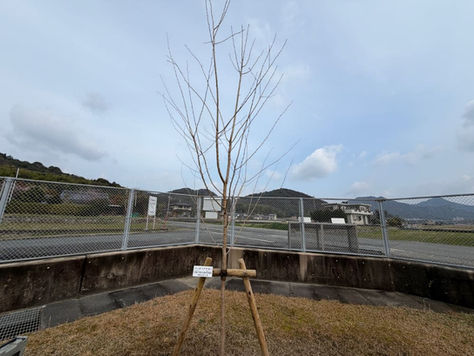 卒業記念に桜の苗木を植樹しました。