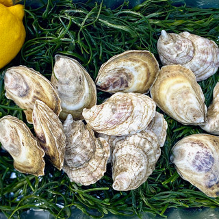 oyster.bhblonde.jpeg