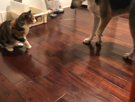 Charleston – 5 days out