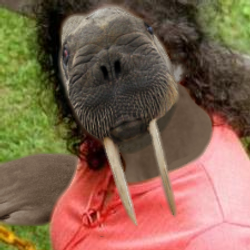 walrus portrait