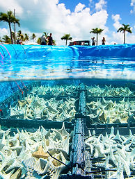 RESURRECTING EDEN.jpg