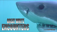 great white encounters.jpg