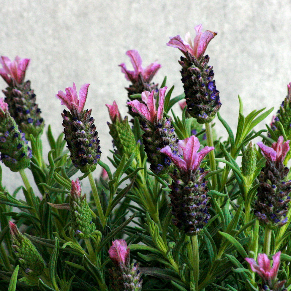 Thumbnail: Alpine Lavender