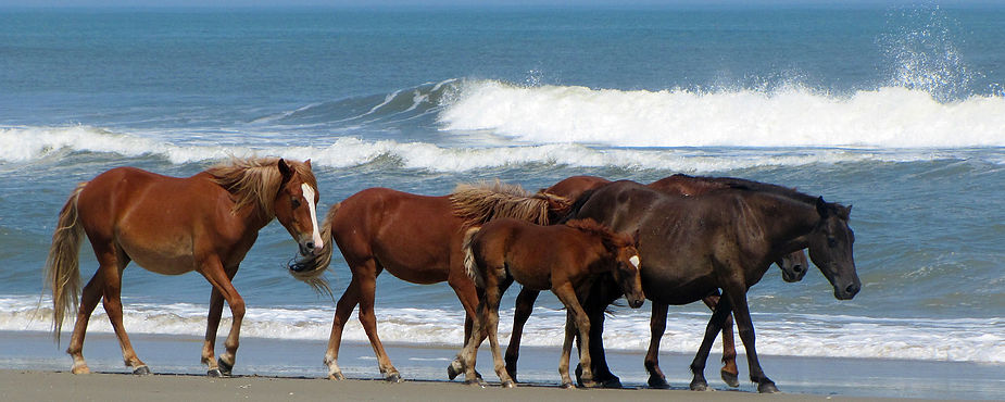 wild horses Carolina Wild Horse Fund.jpg