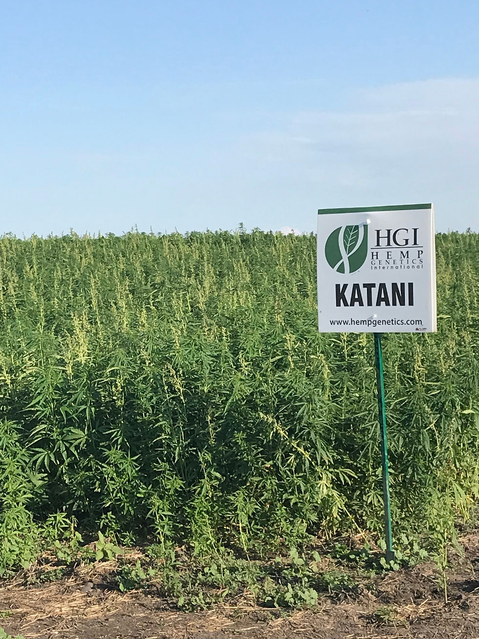 Miniatura: Katani - Variedad de fibra/grano