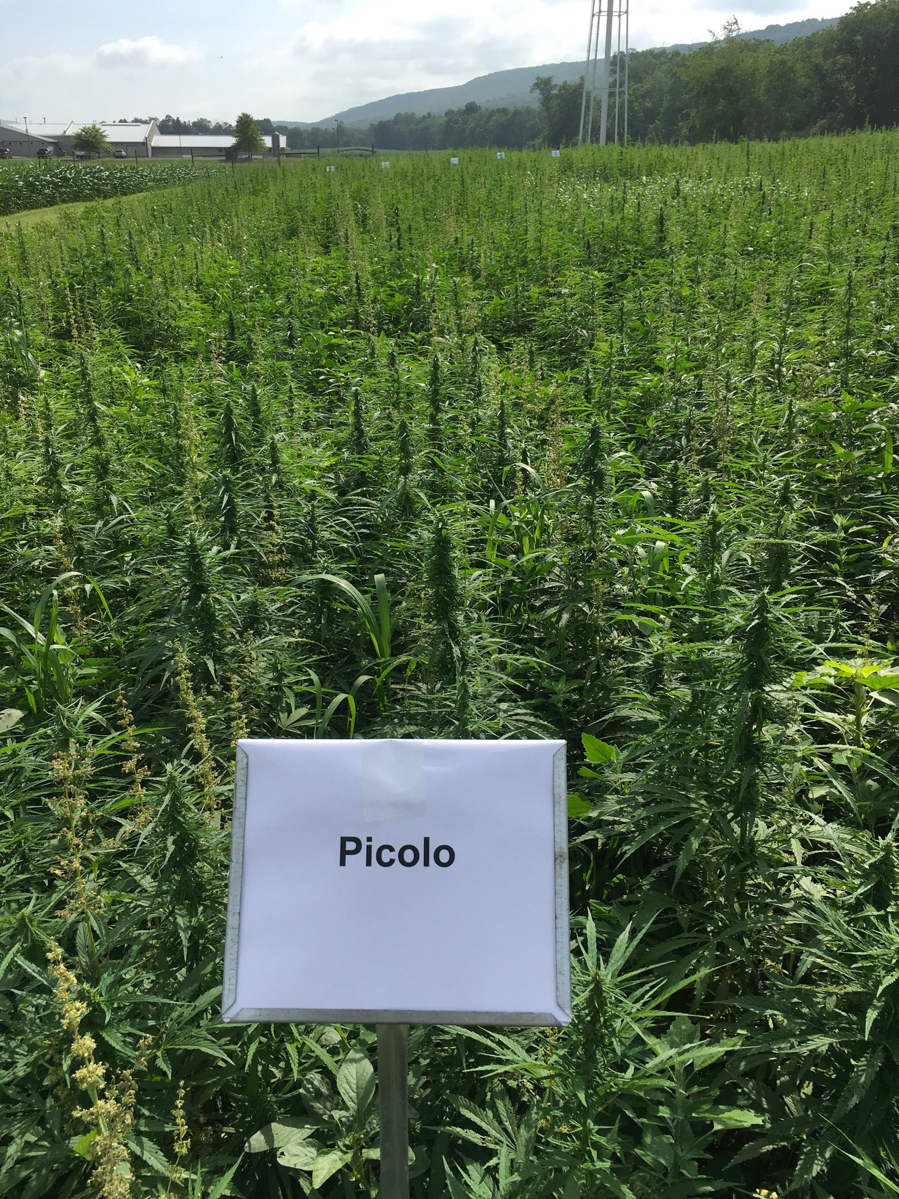 Picolo - Fiber/Grain Variety