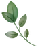 green-leaves-watercolor-free-png.png