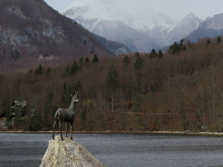 65@65 SWIM #43 LAKE BOHINJ, SLOVENIA