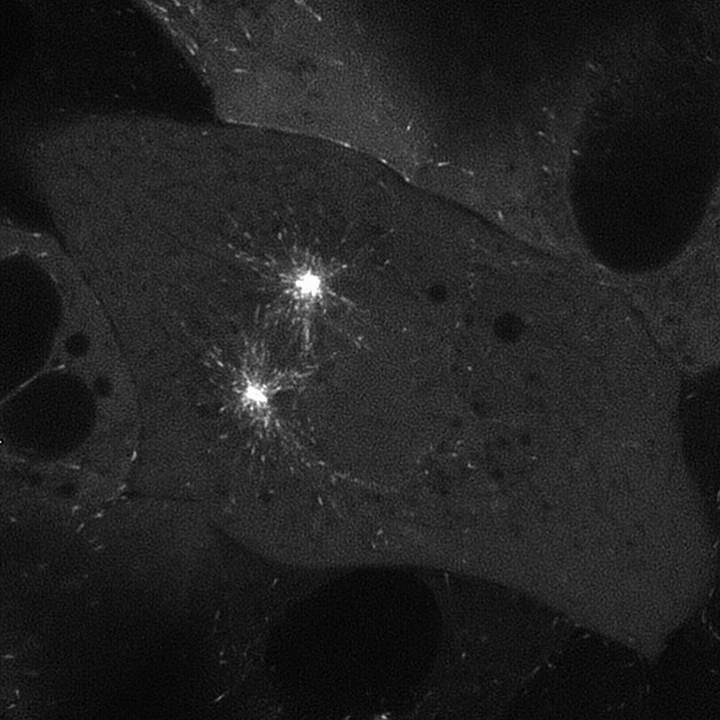 2019-03-02_15.35.49_LLCPK-EB1-GFP_Zyla_100xObj_1xTube_deconvolved_crp_jpeg_7fps_prophase_7
