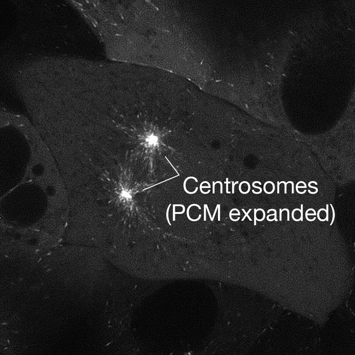 2019-03-02_15.35.49_LLCPK-EB1-GFP_Zyla_100xObj_1xTube_deconvolved_crp_jpeg_7fps_prophase_7