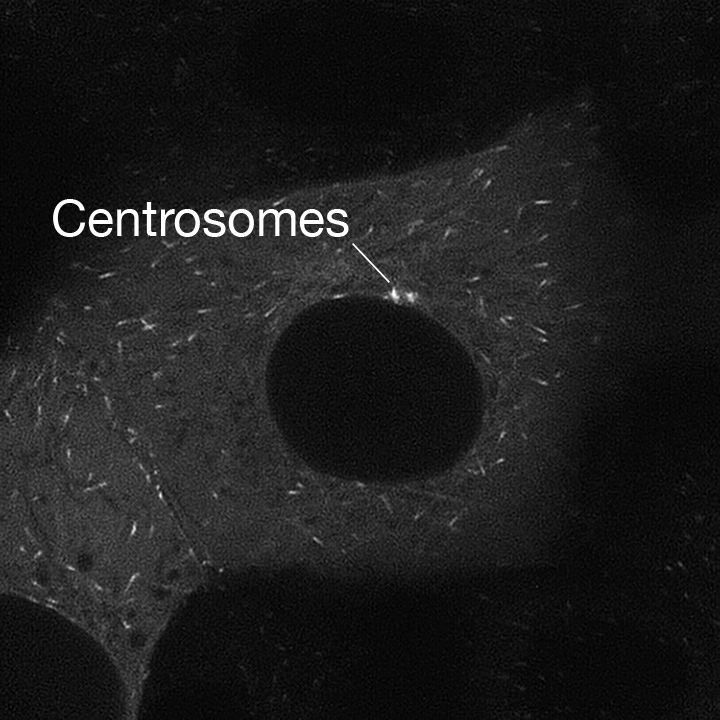 2019-03-02_15.35.49_LLCPK-EB1-GFP_Zyla_100xObj_1xTube_deconvolved_crp_jpeg_7fps_interphase