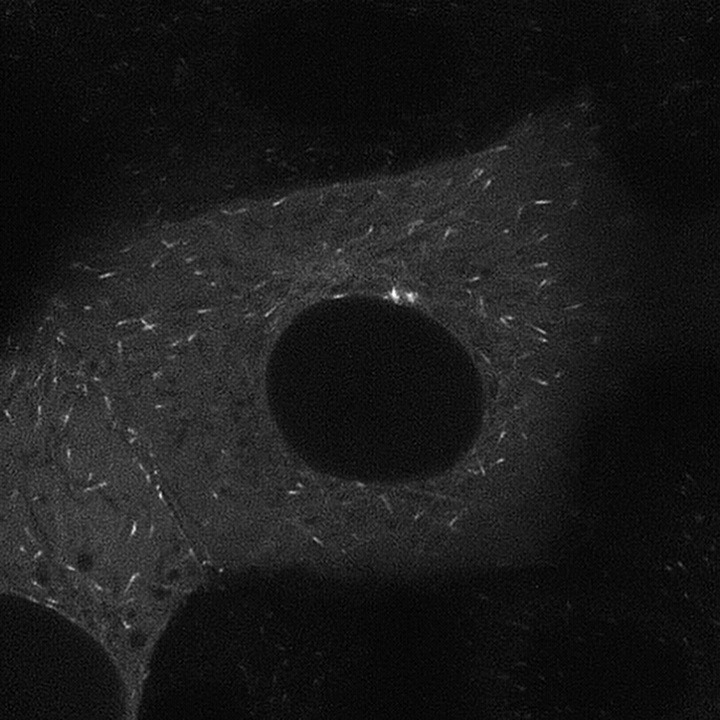 2019-03-02_15.35.49_LLCPK-EB1-GFP_Zyla_100xObj_1xTube_deconvolved_crp_jpeg_7fps_interphase
