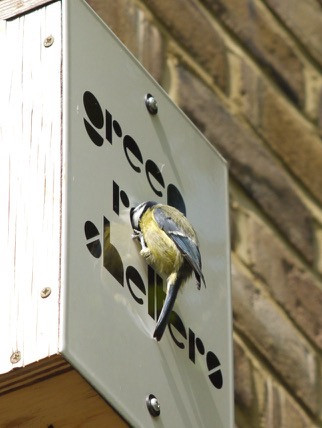Great Tit perching on the round opening of a bird box. The opening forms the 'O' of Green Roof Shelters logo