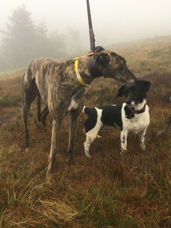 A photograph of a brindle greyhound wearing a yellow collar, and a small, black-and-white spaniel cross.