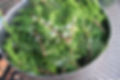 Eastern Red Cedar (Juniper)