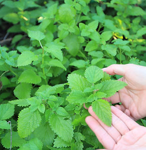 Lemon Balm